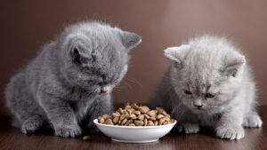 Makanan yang Baik untuk Anak Kucing
